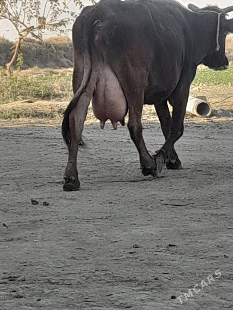 goleli sygyr - Бахарден - img 1