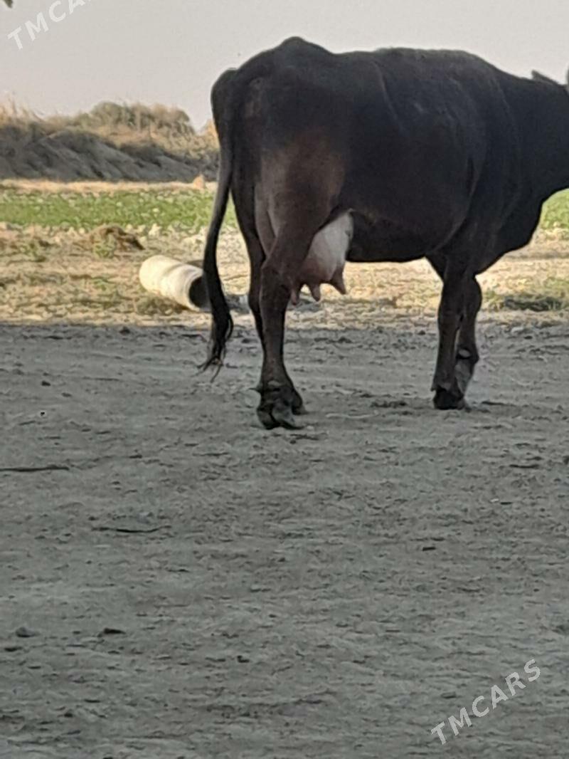 goleli sygyr - Бахарден - img 2