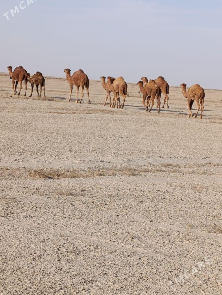 duye torumly - Esenguly - img 2