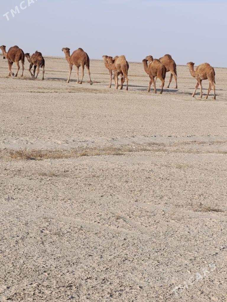 duye torumly - Esenguly - img 4