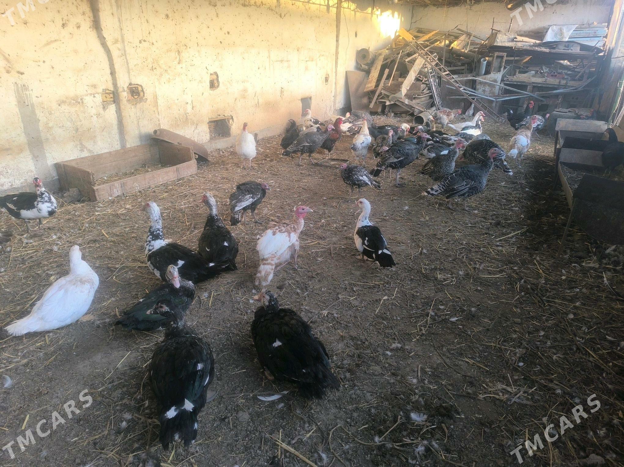 MusguOrdekler indýuklar satlyk - Туркменабат - img 2