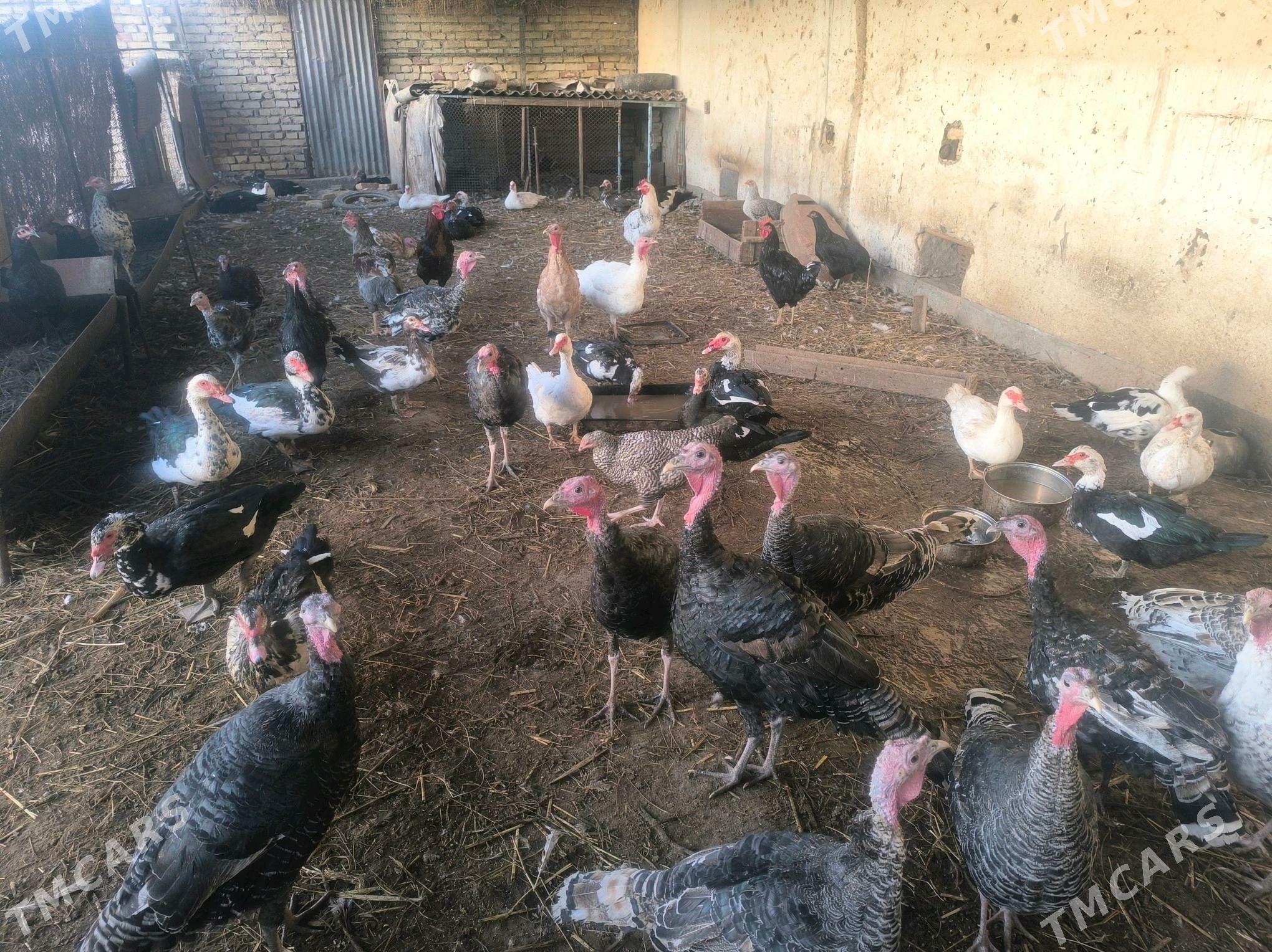 MusguOrdekler indýuklar satlyk - Туркменабат - img 1