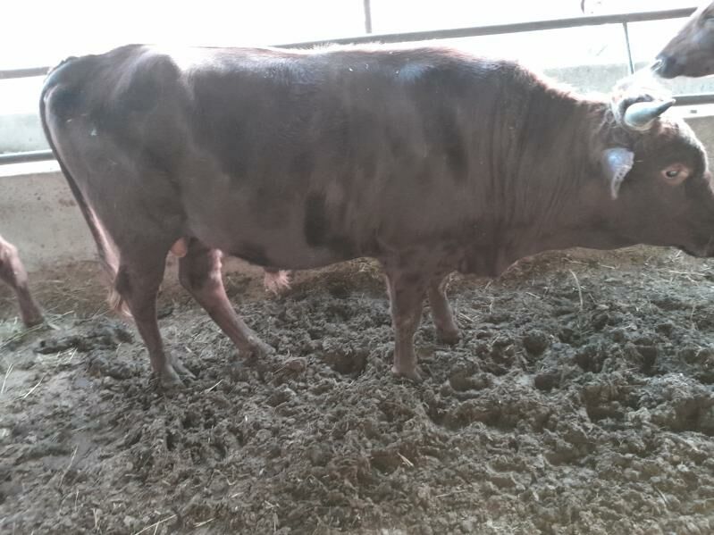 Okuz - Фарап - img 4