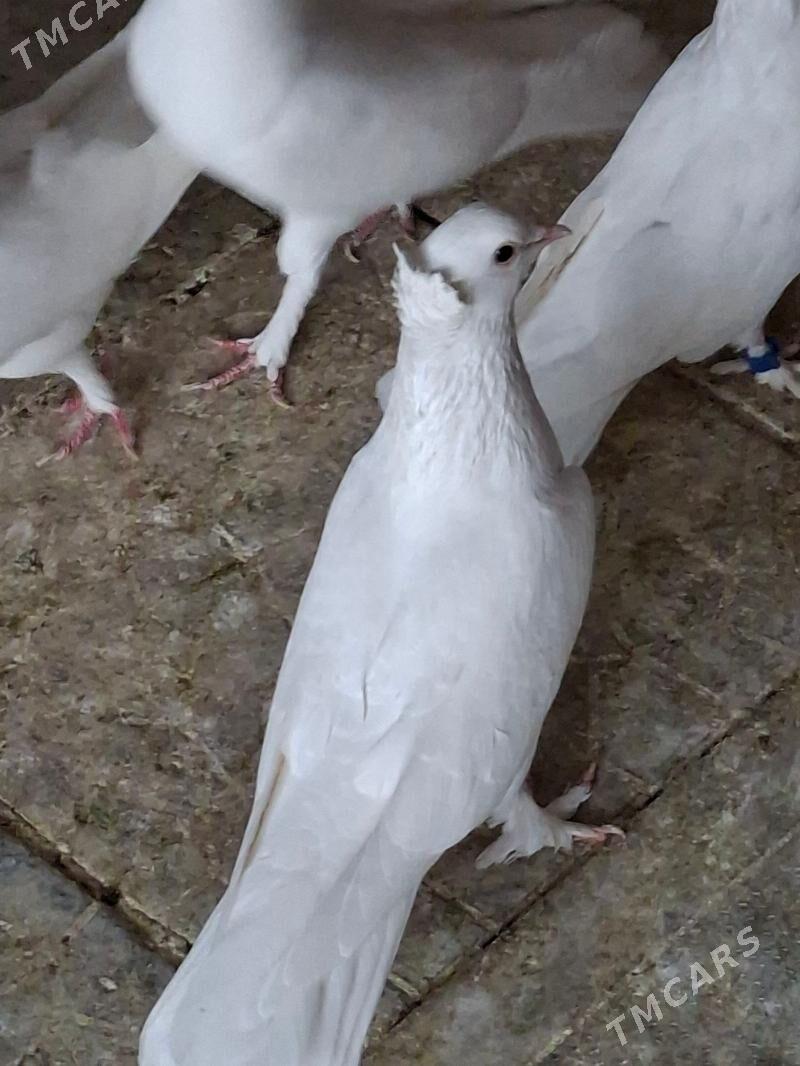 kepderi - Parahat 7 - img 2