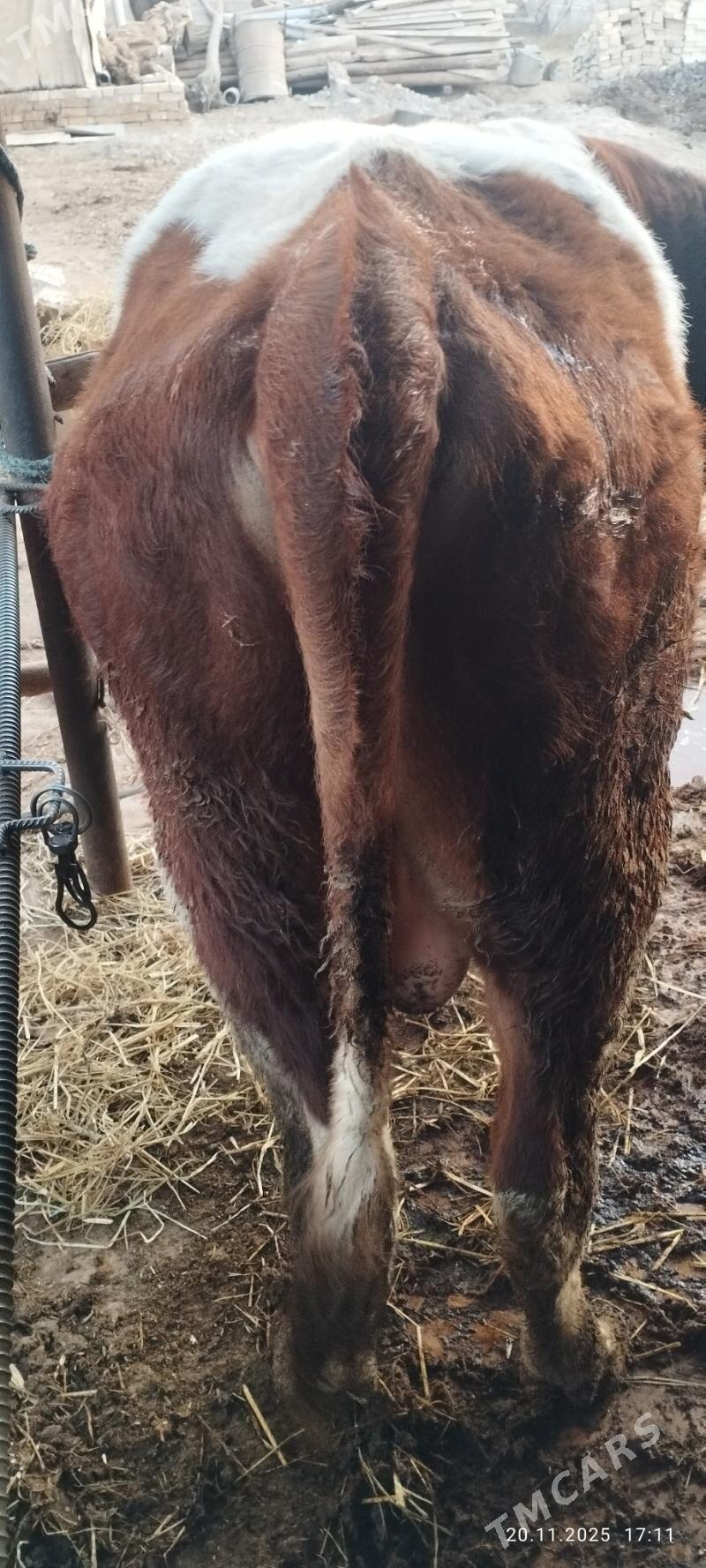 öküz - Sakar - img 2