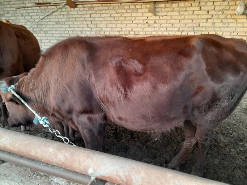 Okuz - Фарап - img 6