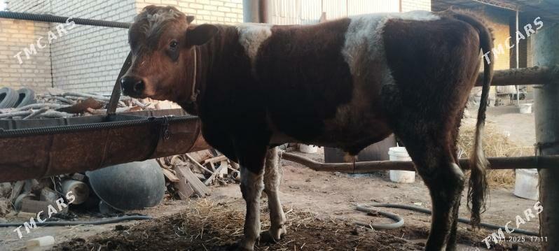 öküz - Sakar - img 1