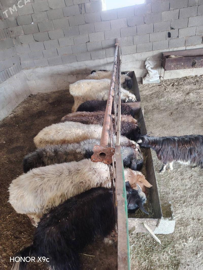 Cevis - Бахарден - img 1