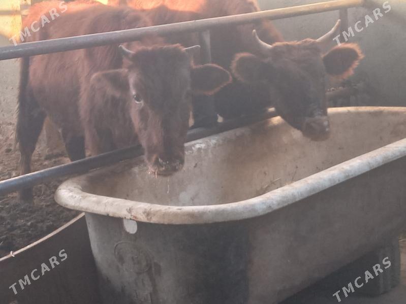 5.okiz - Büzmeýin - img 3