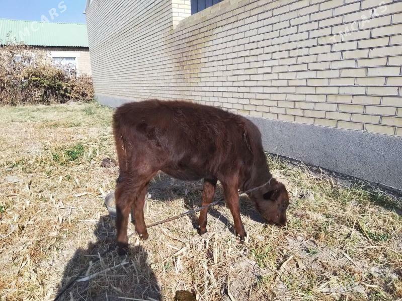 Голе - Мары - img 2