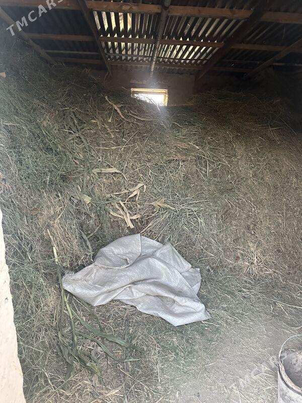 ot yorunja - Мары - img 1