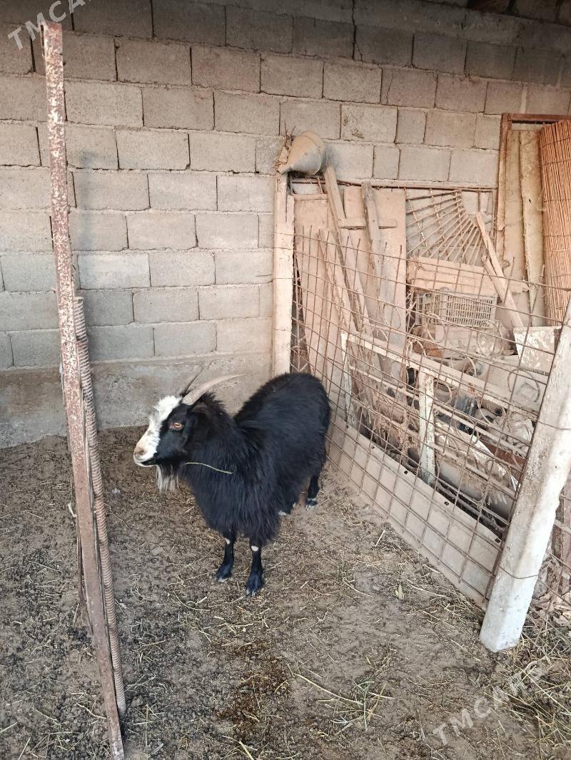 Geçi - Гёкдепе - img 2