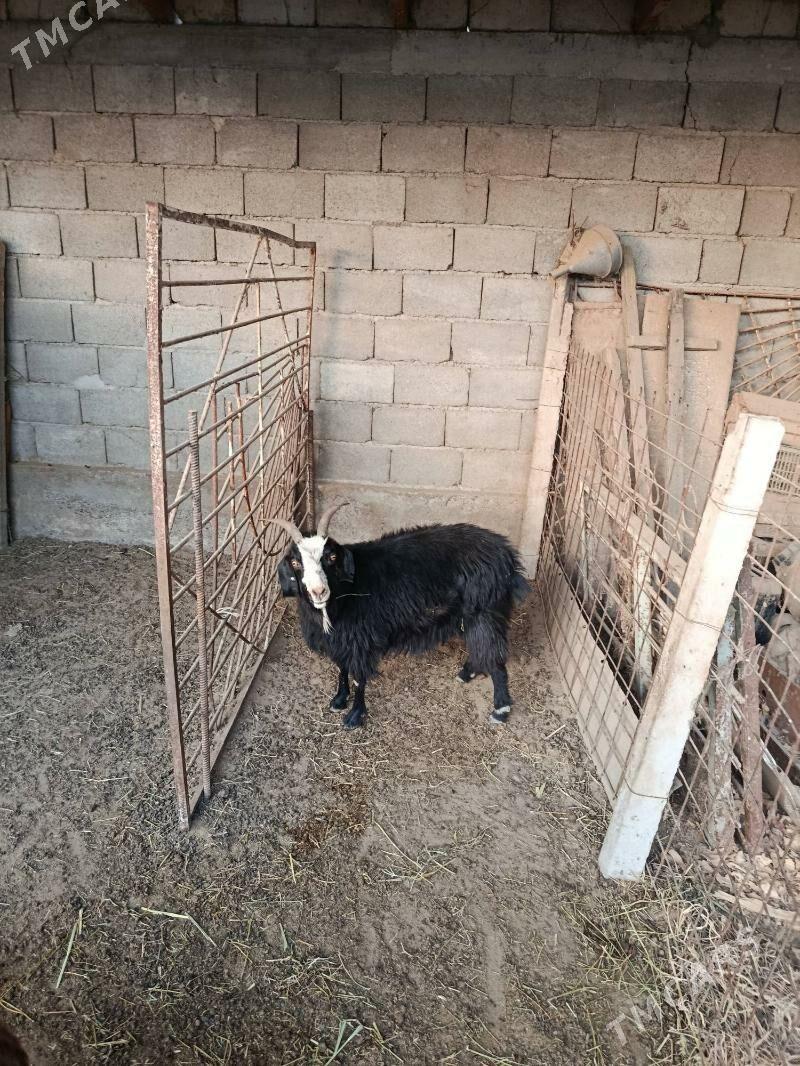 Geçi - Гёкдепе - img 3