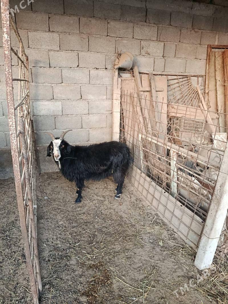 Geçi - Гёкдепе - img 1