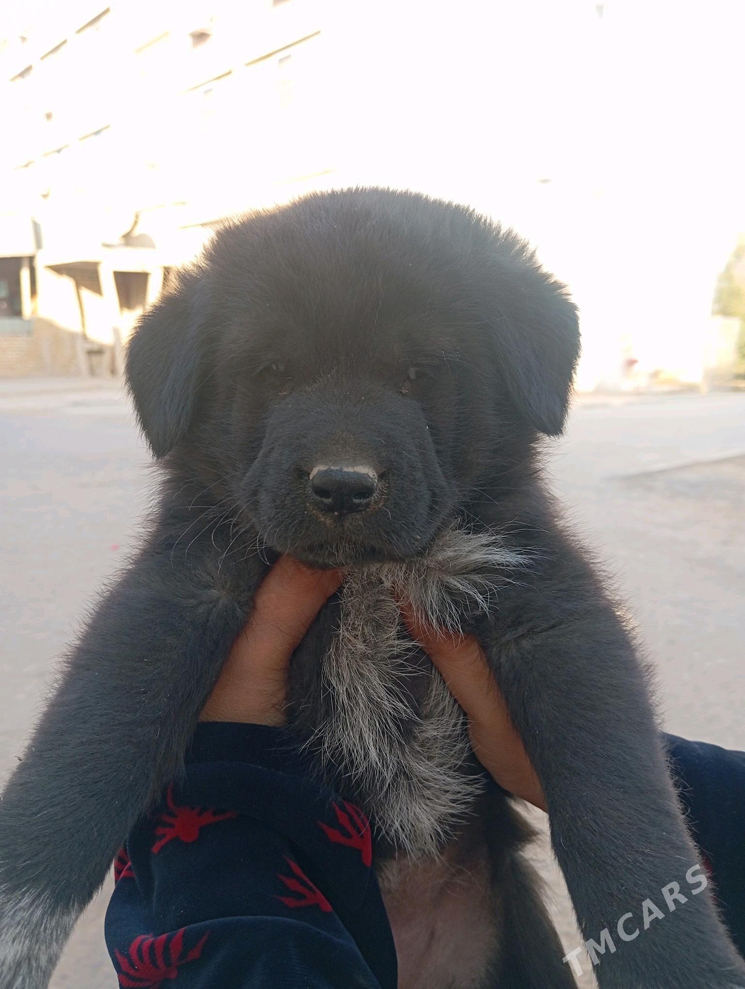 Gujik - Шатлык - img 2