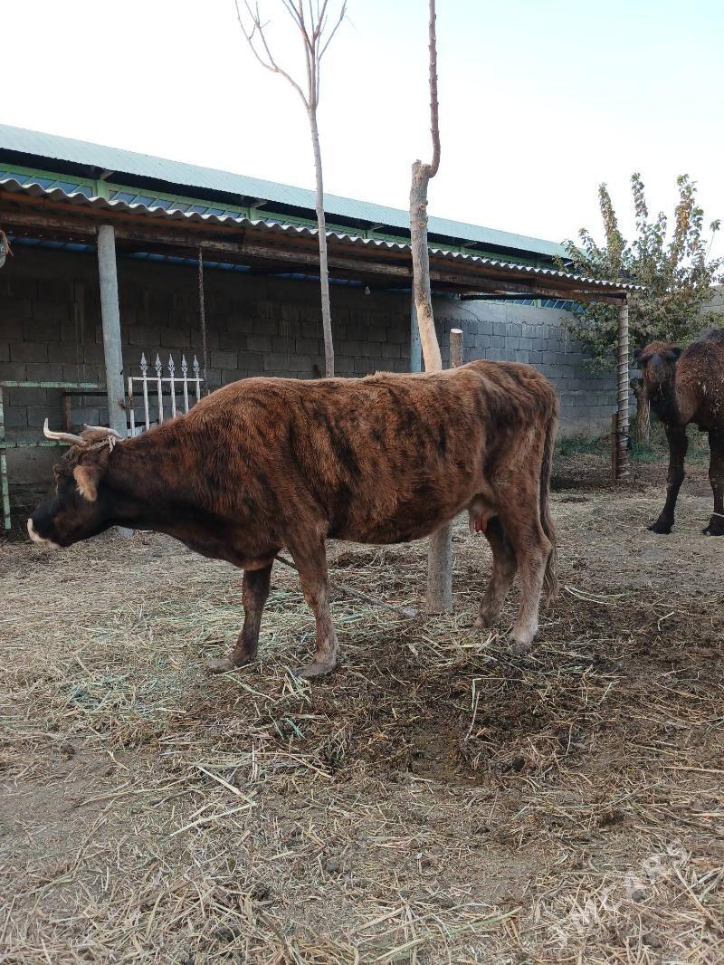 Sygyr - Гёкдепе - img 3