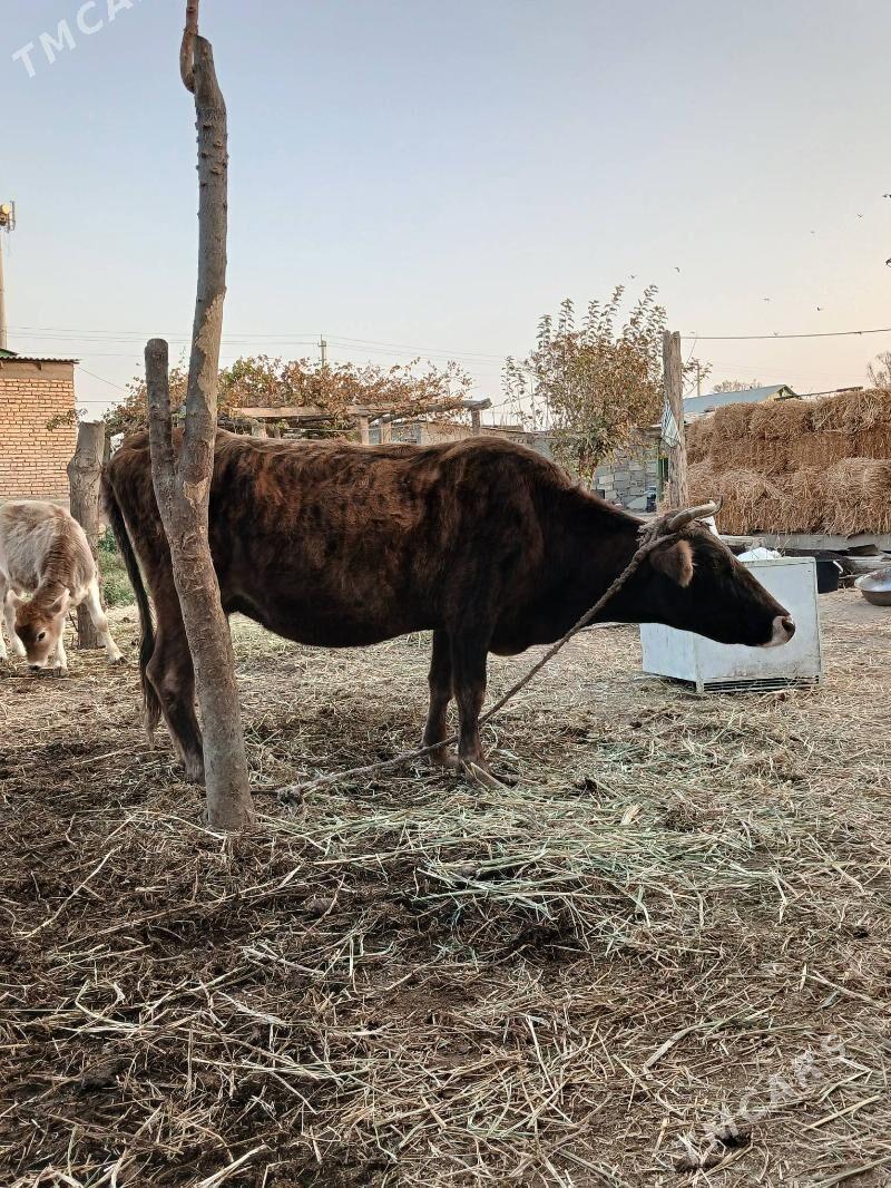 Sygyr - Гёкдепе - img 2