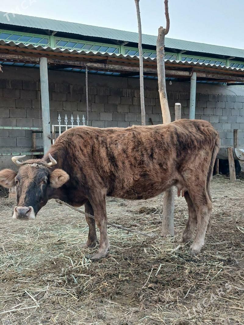 Sygyr - Гёкдепе - img 1