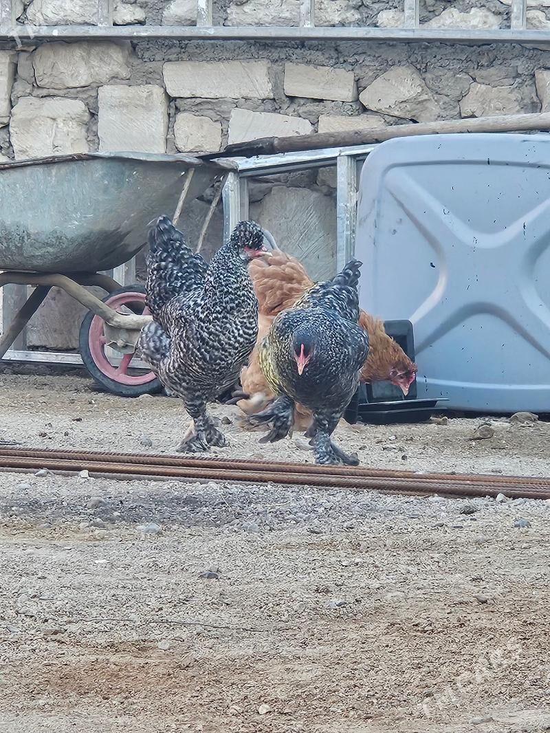 Towuklar - Balkanabat - img 2