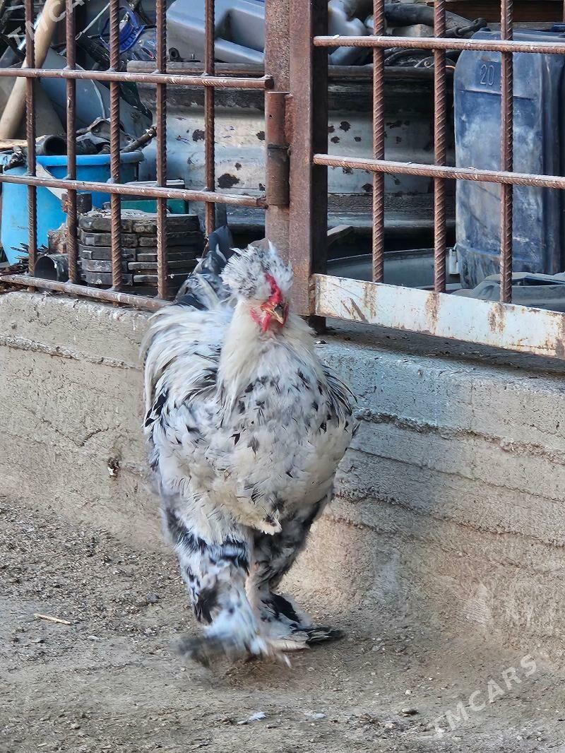 Towuklar - Balkanabat - img 3