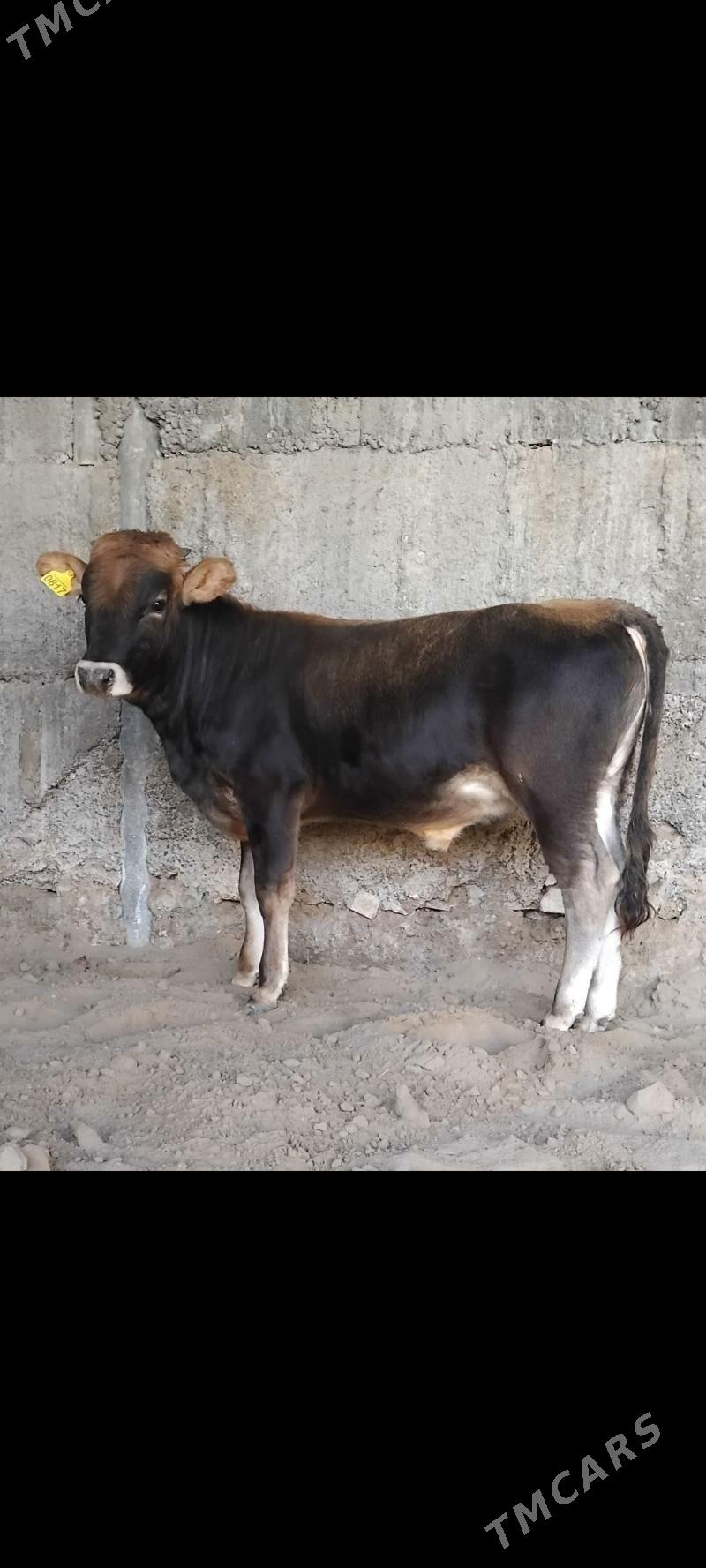 3.OKUZ - Бузмеин - img 2