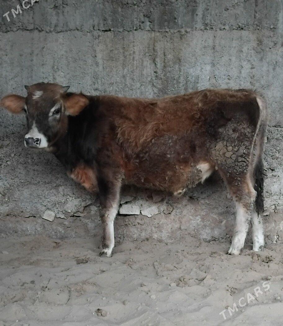 3.OKUZ - Бузмеин - img 3