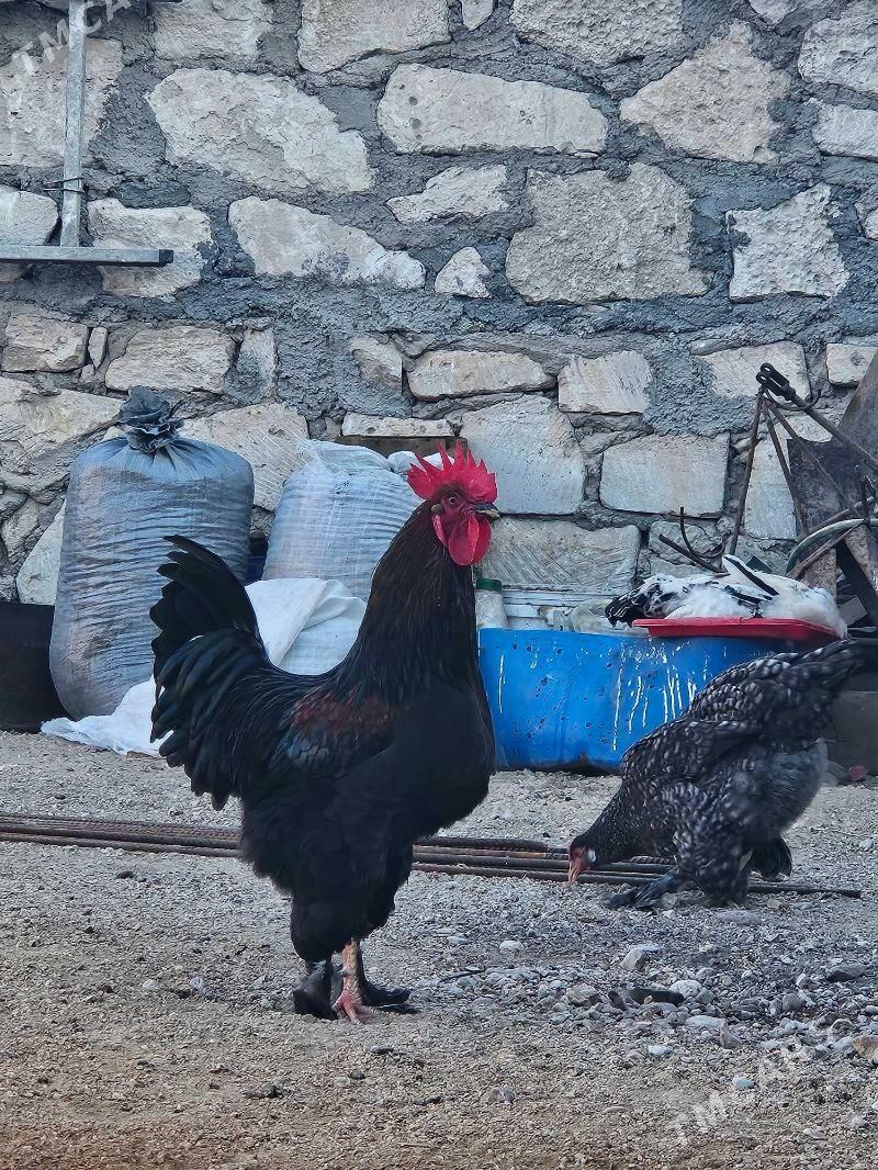 Towuklar - Balkanabat - img 4