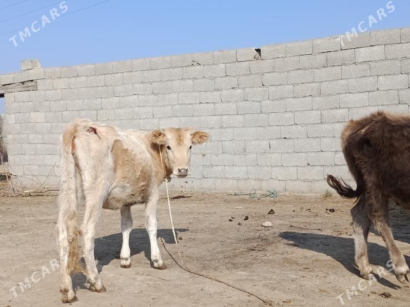 tuwe - Бахарден - img 1