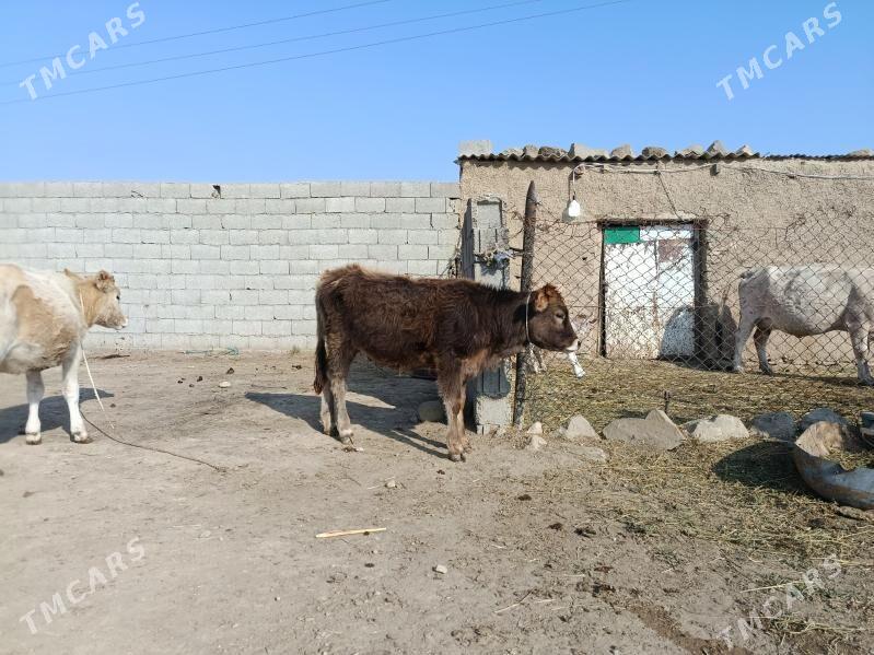 tuwe - Бахарден - img 2