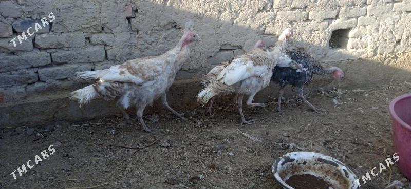 induk - Сакар - img 2