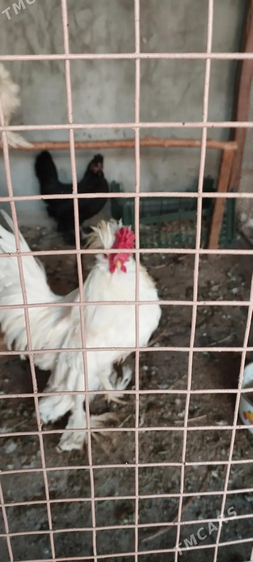 тройка карлик - Türkmenabat - img 2