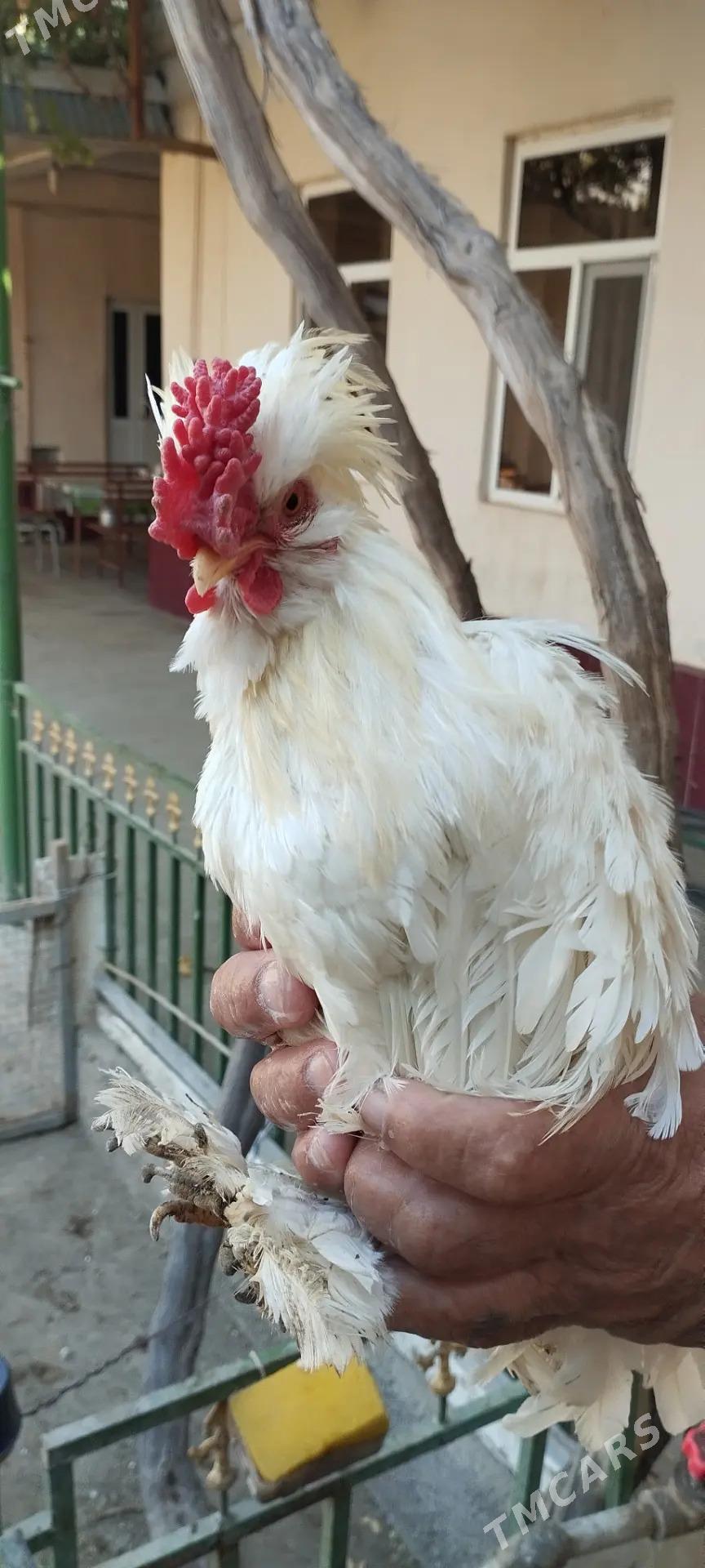 тройка карлик - Türkmenabat - img 1