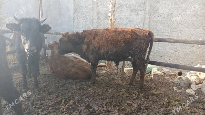 okuz - Bagyr - img 4