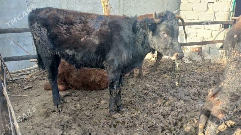 okuz - Bagyr - img 3