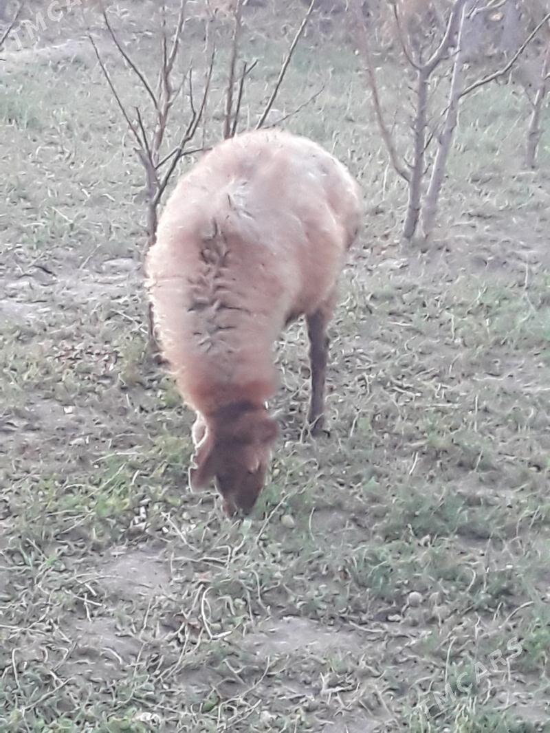 Goyun - Dänew - img 4