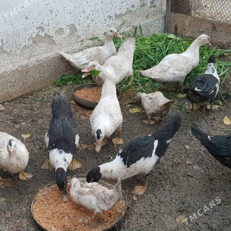 ordek - Гёкдепе - img 2