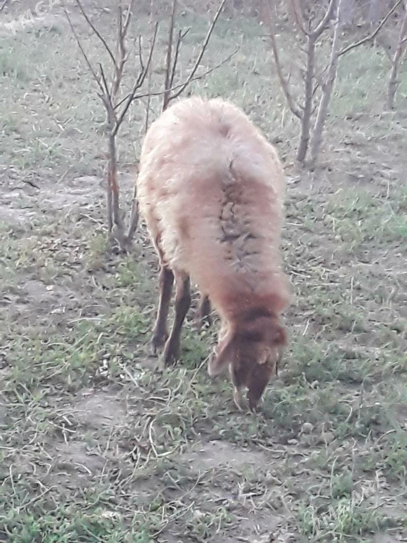 Goyun - Dänew - img 3