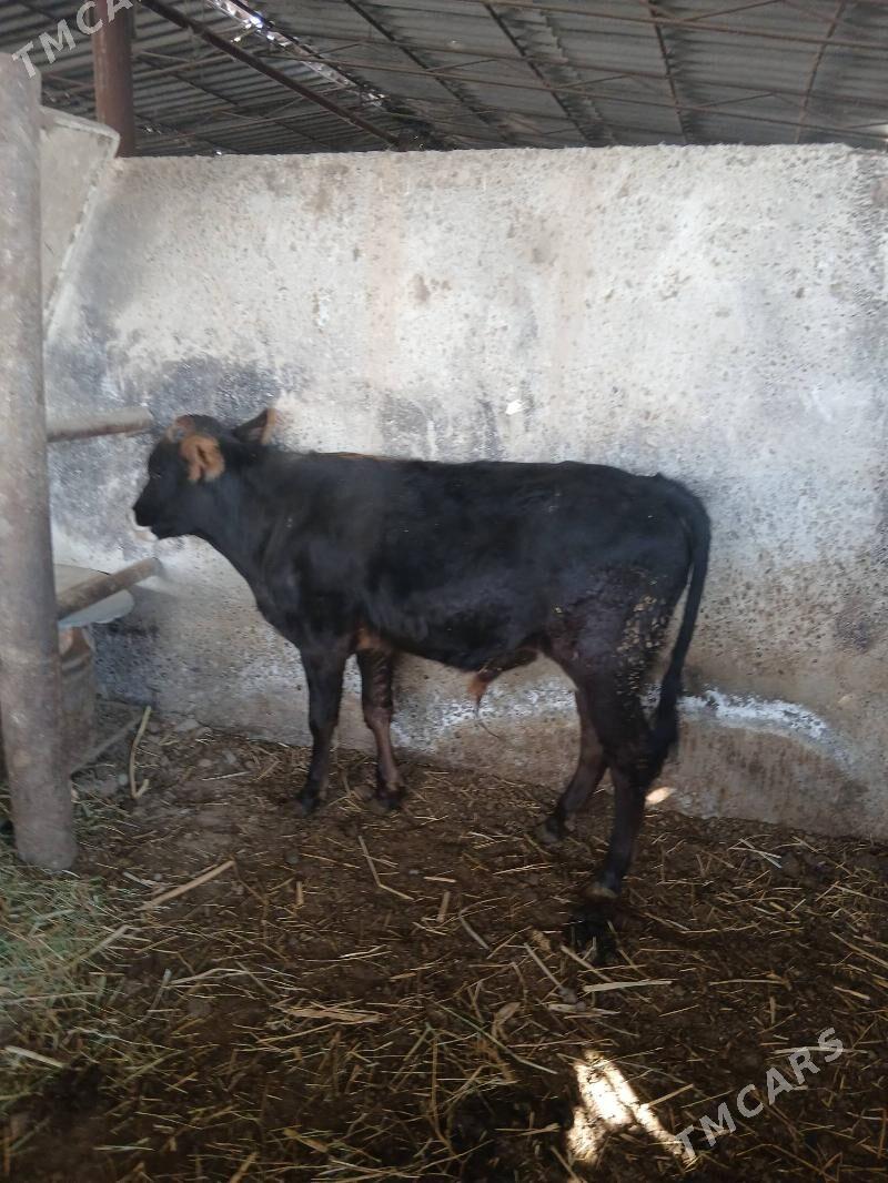 Ökùz - Ýaşlyk - img 3