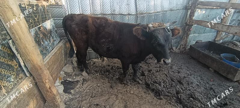 окуз 1.5 яш - Türkmenbaşy - img 4