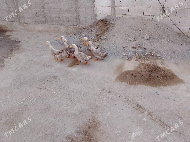 ördek - Гарадамак - img 2