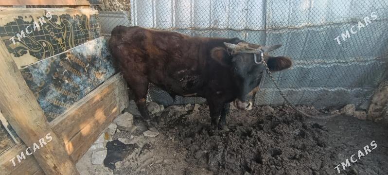 окуз 1.5 яш - Türkmenbaşy - img 3