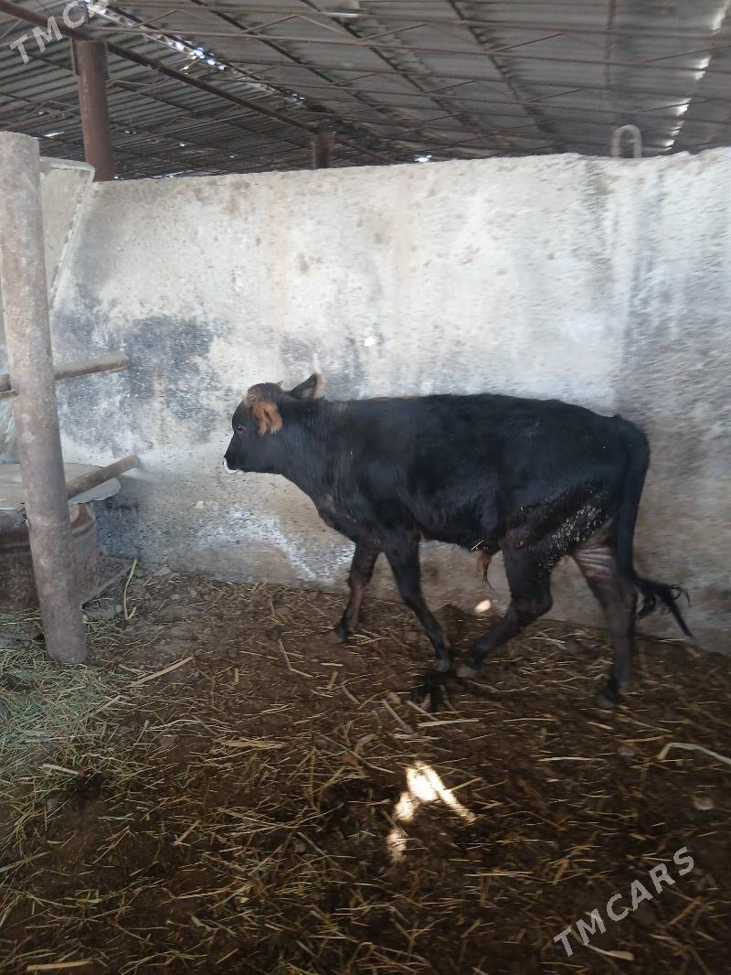 Ökùz - Ýaşlyk - img 4