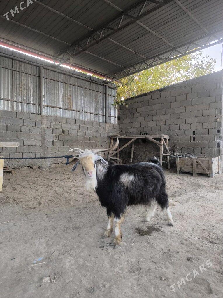 Teke - Ашхабад - img 2