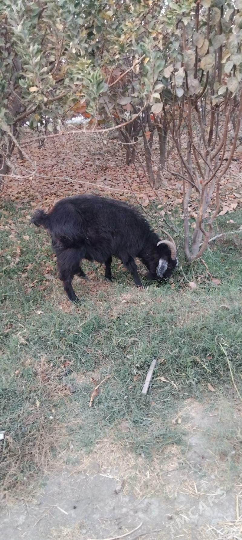 Bogaz geçi - Гёкдепе - img 2