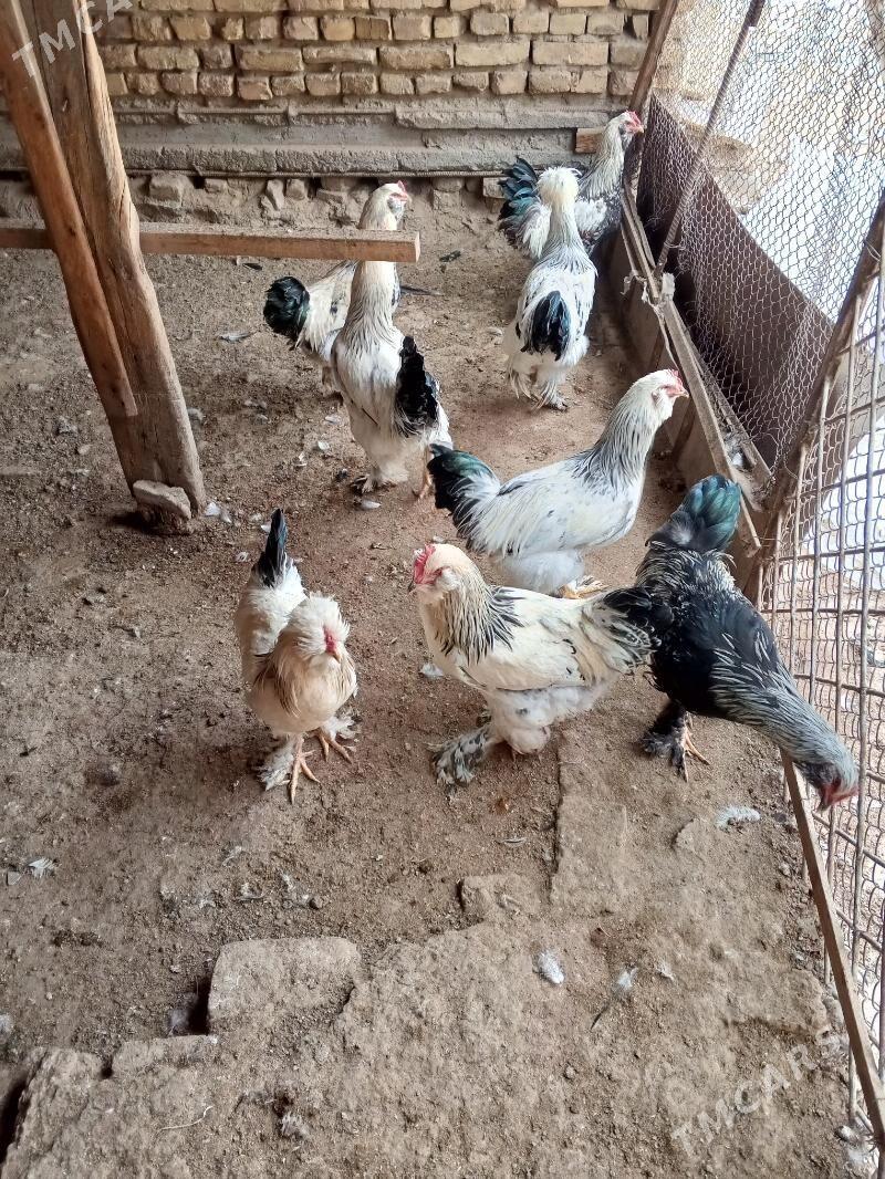 towuk - Мары - img 1