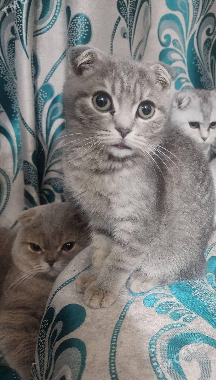 Шотландские котята - Aşgabat - img 1