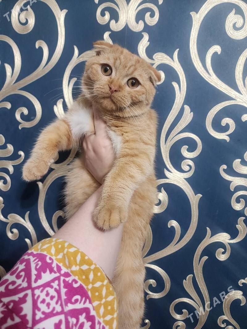 Шотландские котята - Aşgabat - img 3