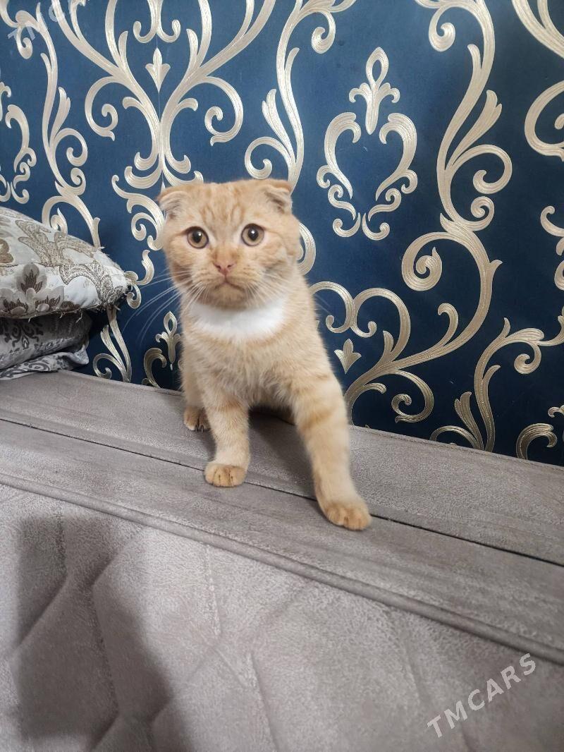 Шотландские котята - Aşgabat - img 4