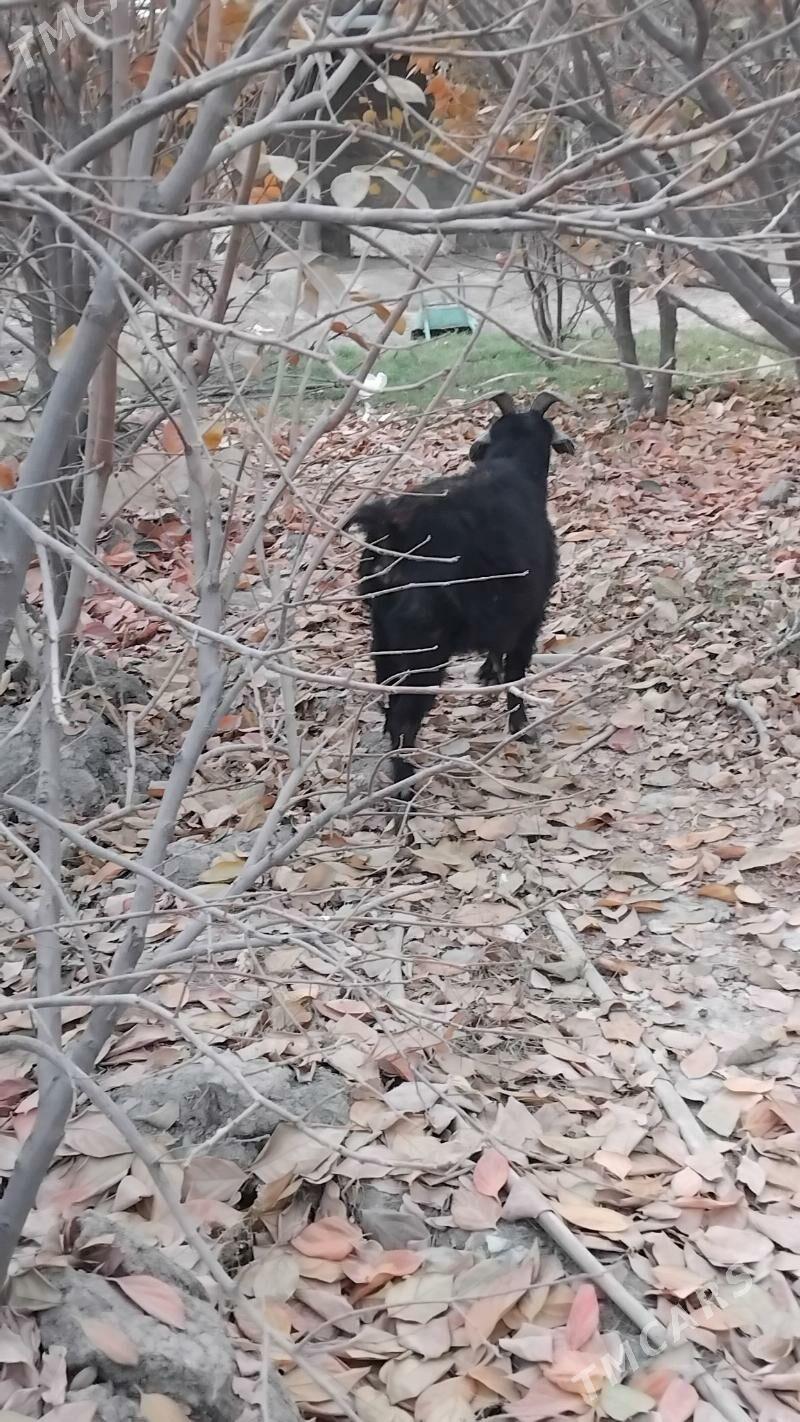 Bogaz geçi - Гёкдепе - img 3