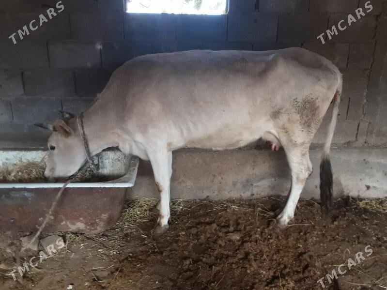 Sygyr - Гёкдепе - img 4